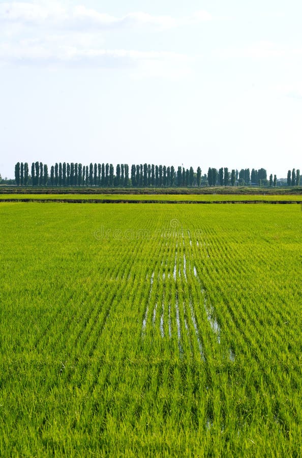 Rice field