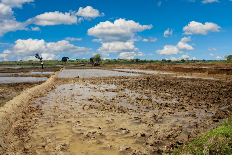 Rice field