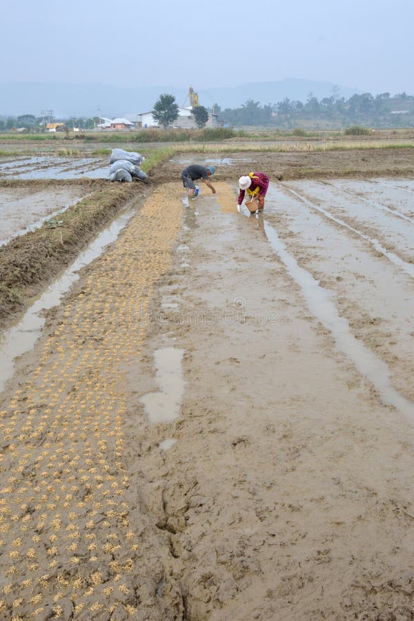 Rice field