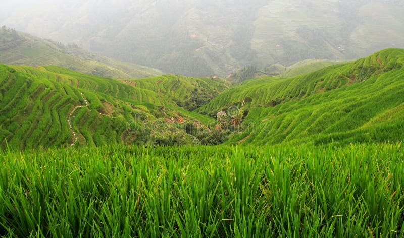 Rice field