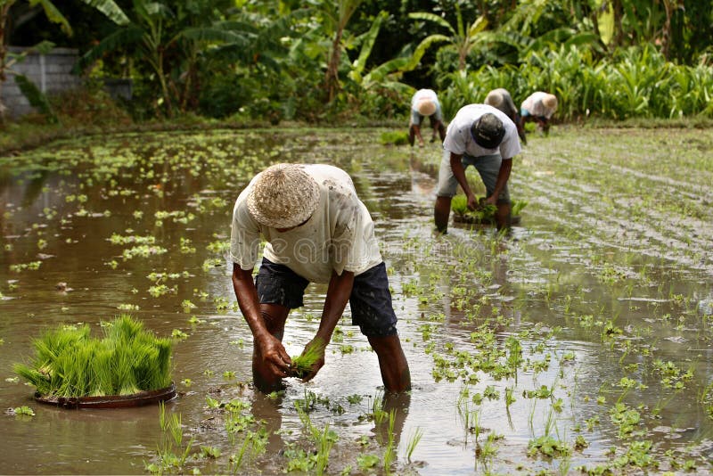 Rice field