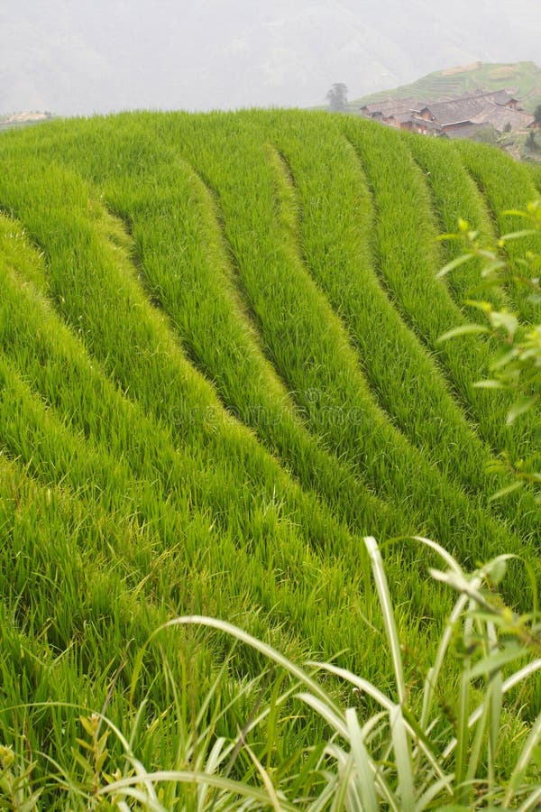 Rice field