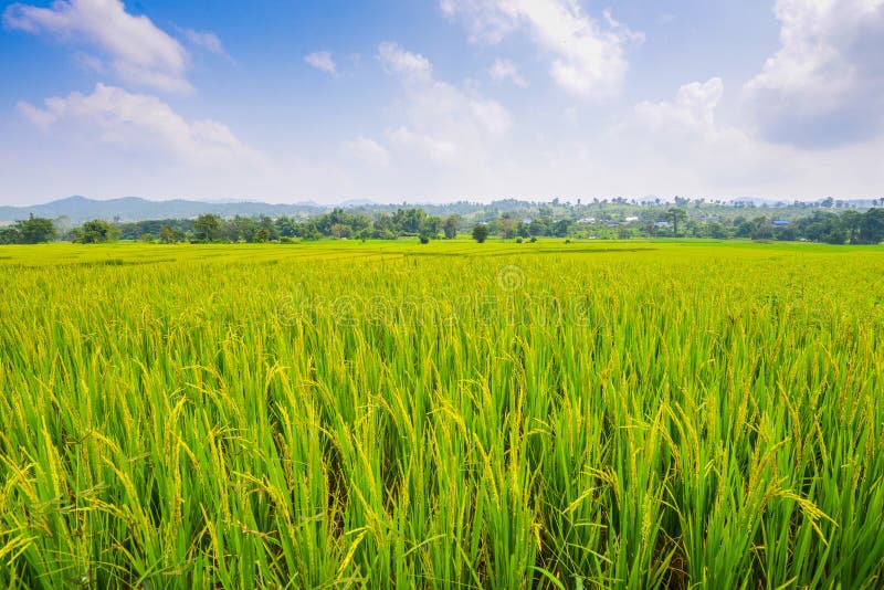 Rice Field Background Landscape. Stock Image - Image of heap, food: 37883763