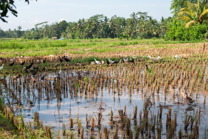 Rice field in Bali - Ducks royalty free stock images Rice field in Bali - Ducks royalty free stock images