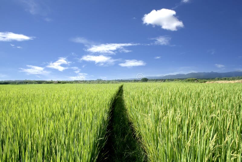 Rice field and blue sky stock photos Rice field and blue sky stock photos