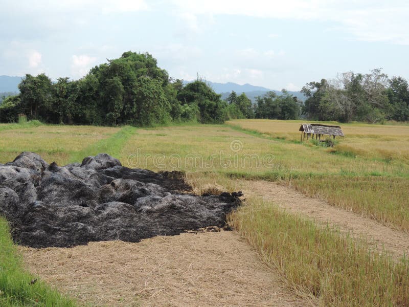 Rice Field Burning after Harvesting. Stock Photo Image of harvesting
