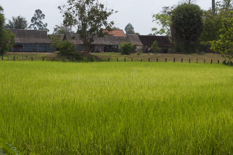 Rice Field In Cambodia Stock Photo Image Of Food Grain 38951616