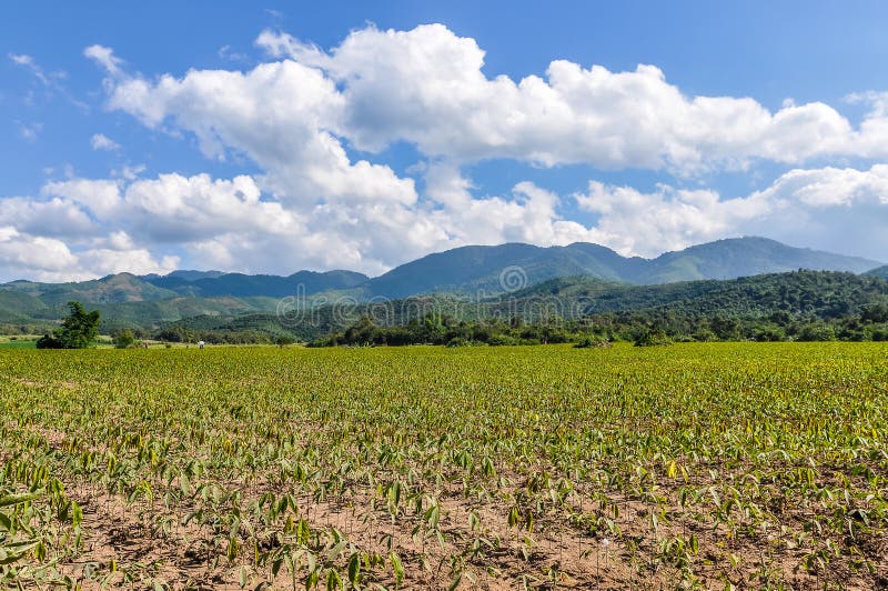 Rice field in the countryside near Muang Sing, Laos stock image Rice field in the countryside near Muang Sing, Laos stock image