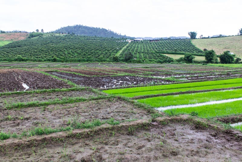 Rice Field and Garden in Thailand Stock Photo Image of freshness, ripe 42803576