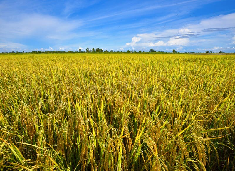 Rice field