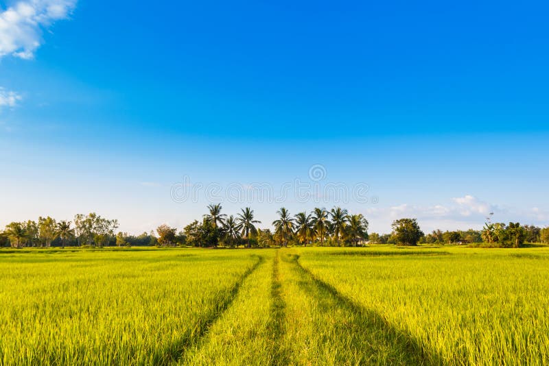 Rice field green grass with blue sky stock photos Rice field green grass with blue sky stock photos