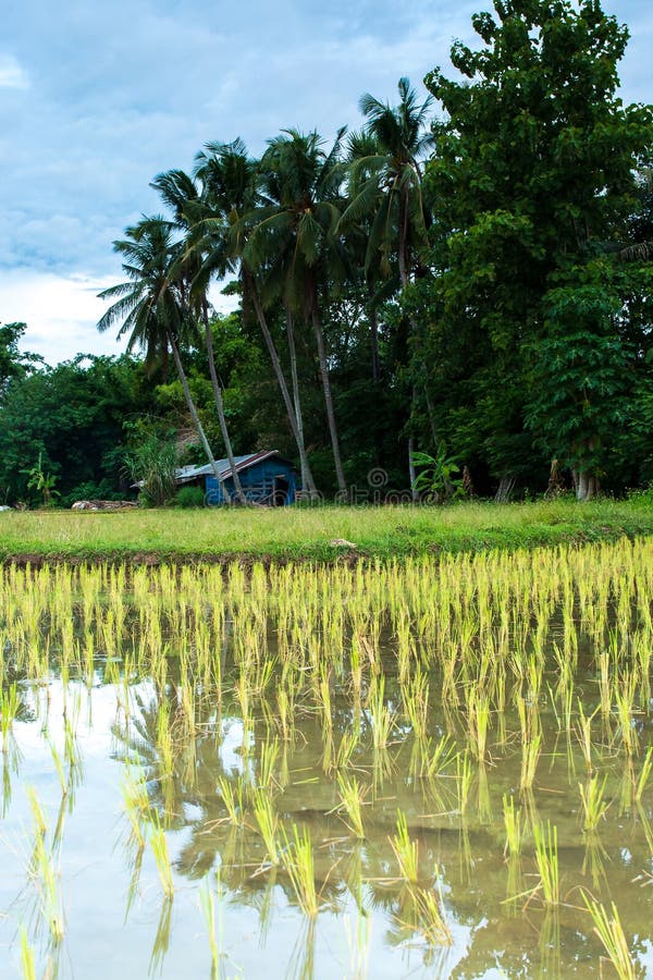 Rice field green grass blue sky cloud cloudy landscape royalty free stock photography Rice field green grass blue sky cloud cloudy landscape royalty free stock photography