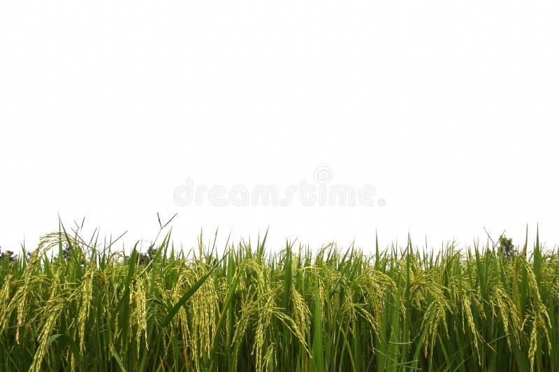Rice field royalty free stock images Rice field royalty free stock images