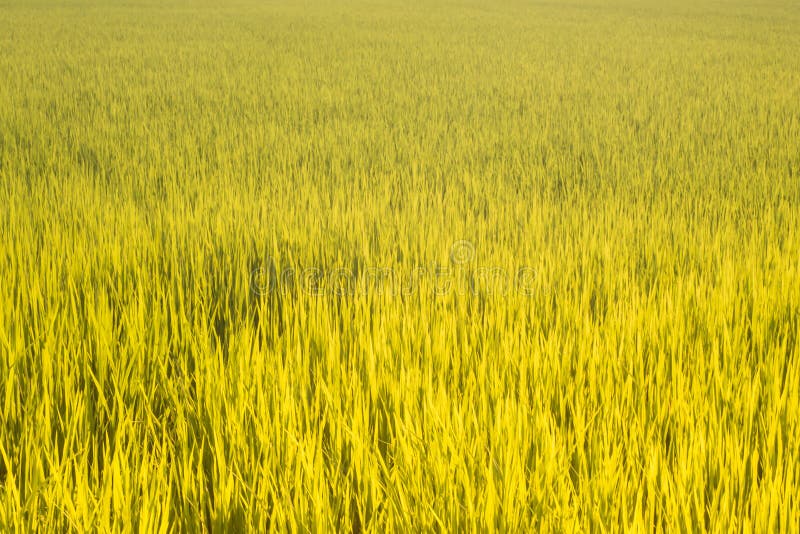 Rice field green yellow grass beautiful nature of living in Thailand agriculture business nice texture background royalty free stock image Rice field green yellow grass beautiful nature of living in Thailand agriculture business nice texture background royalty free stock image