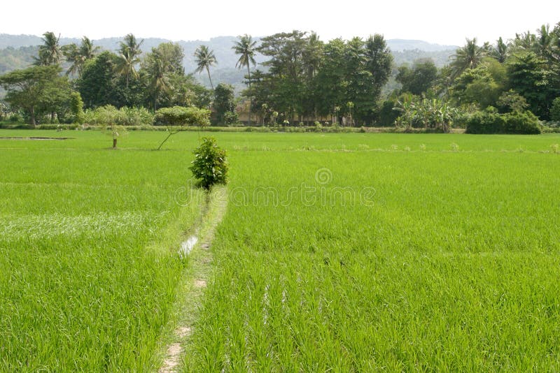 Rice field landscape