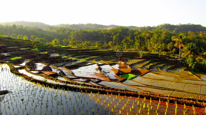 A rice field located in Pesawahan Gunung Laku, Kampung Cisarana, Karangjaya, Tasikmalaya Regency - West Java. a rice field a most beautifull number one in West Java. A rice field located in Pesawahan Gunung Laku, Kampung Cisarana, Karangjaya, Tasikmalaya Regency - West Java. a rice field a most beautifull number one in West Java.