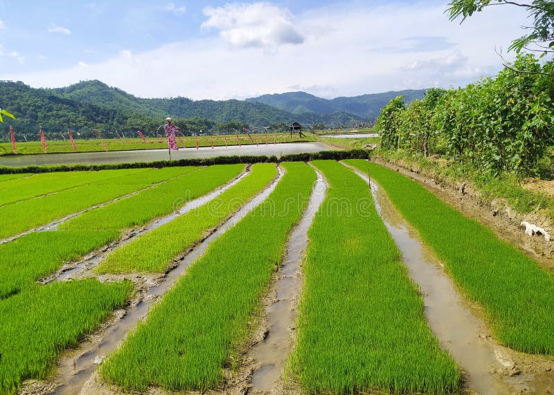 A Rice Field Nursery in West Sumbawa of Indonesia Stock Photo Image