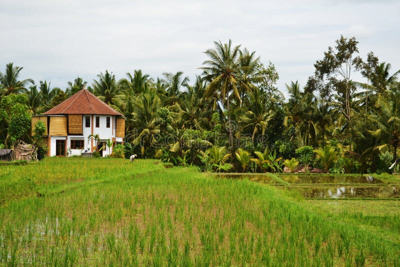 Rice Field and Palm Trees