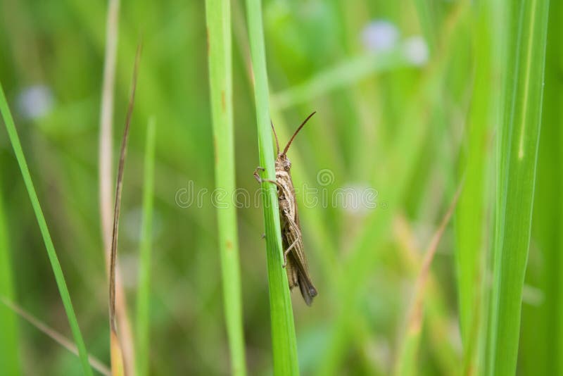 Rice field and pest