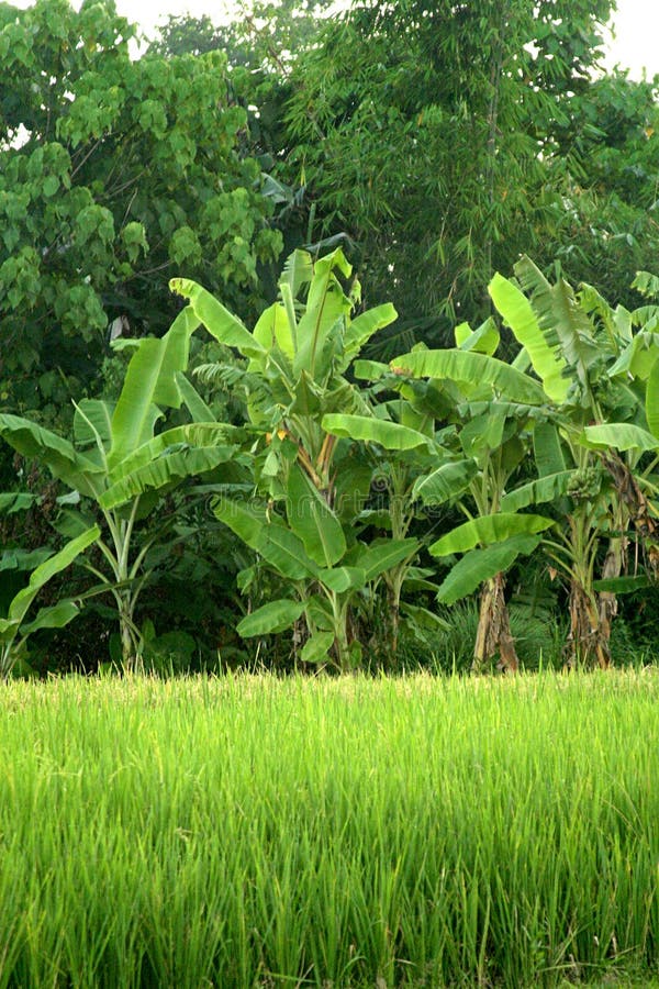 Rice field with plants background