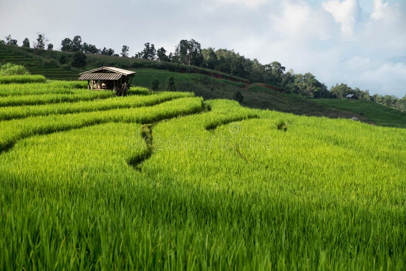 Rice field, Rural mountain view with beautiful landscape stock images Rice field, Rural mountain view with beautiful landscape stock images