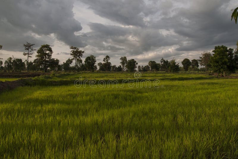 Rice Field Showing Dramatic Weather Conditions and Cloud Formations