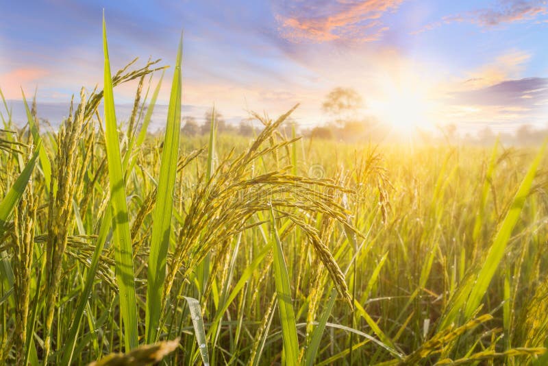Rice Field and Sky Background at Sunset Time with Sun Rays. Organic Rice  Field Background with Sunlight Stock Photo - Image of field, botany:  162632774