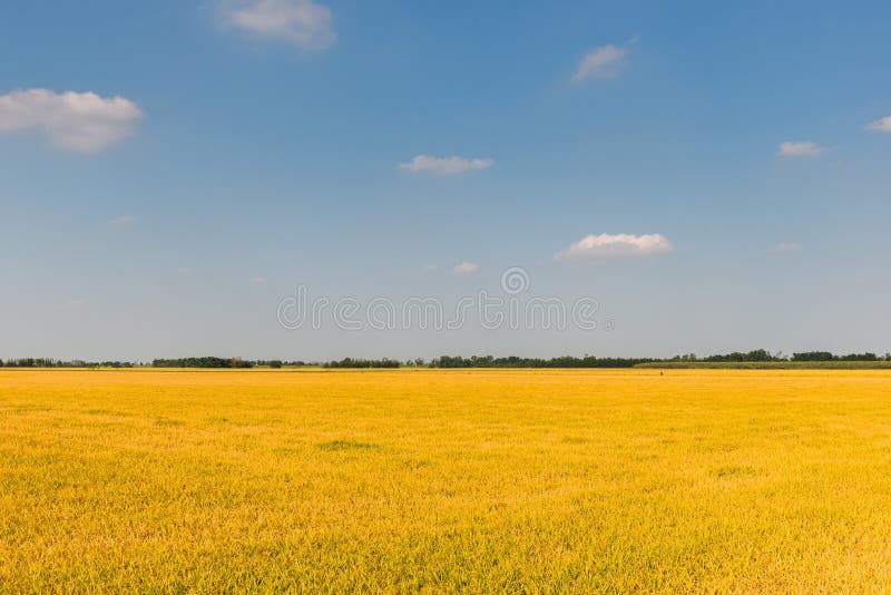 Rice field in summer, Lomellina (Italy)