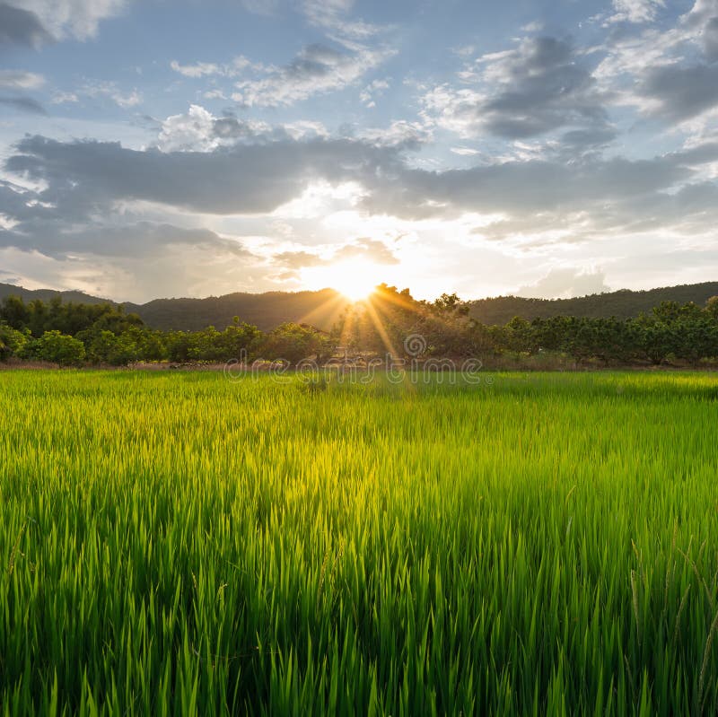 Rice field stock image. Image of chiangklang, business - 45290869