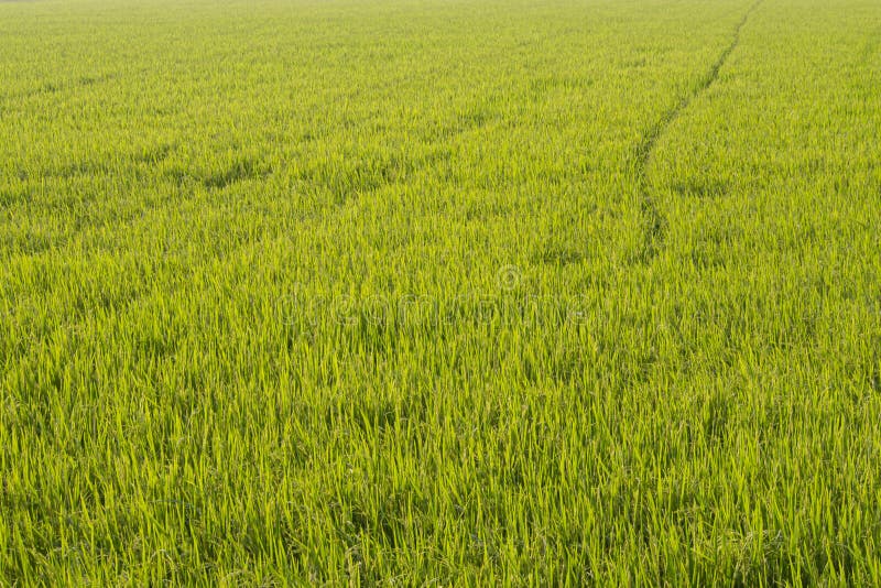 Rice field in sunrise time for background. Dawn on green wheat field royalty free stock image