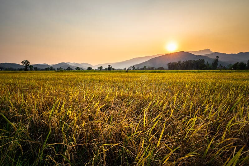 Rice Field and Sunset at Sukhothai, Thailand Stock Image - Image of ...