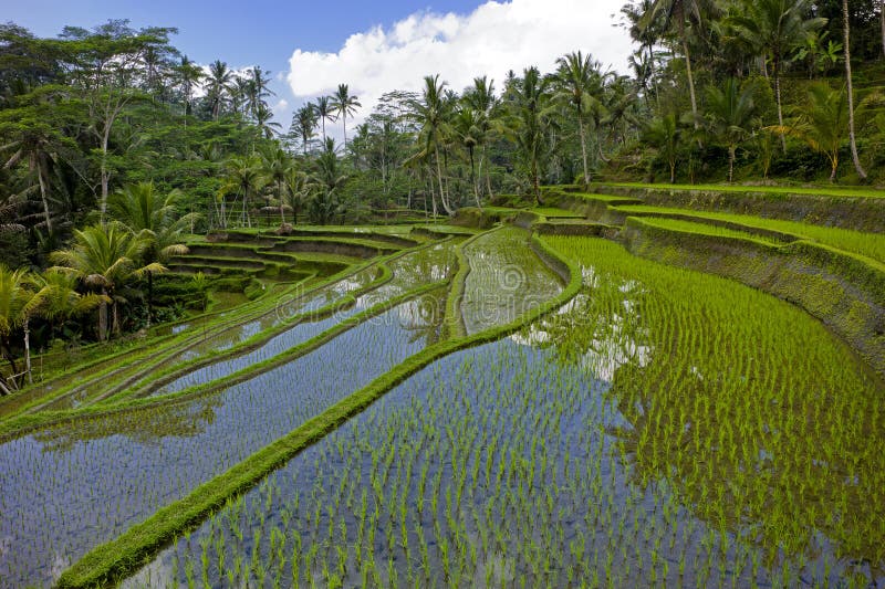 Rice field terrace