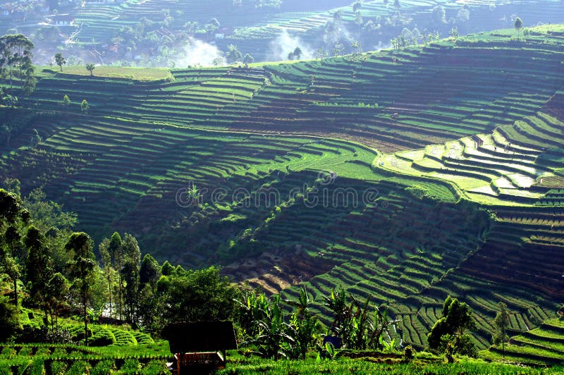 Rice field terraces in Java