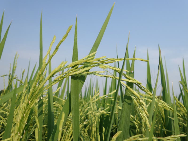 Rice Field