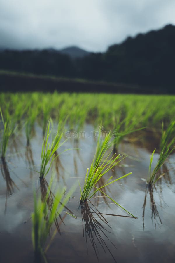 Rice Field Young Rice in the Asian Growing Season Stock Image Image