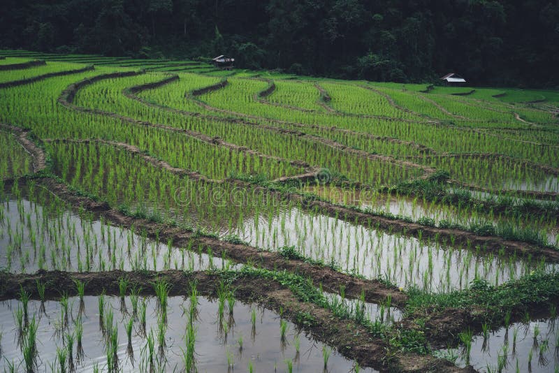 Rice Field Young Rice in the Asian Growing Season Stock Image Image