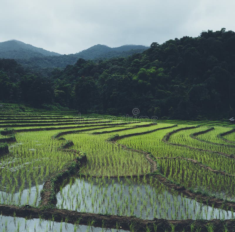Rice Field Young Rice in the Asian Growing Season Stock Photo Image