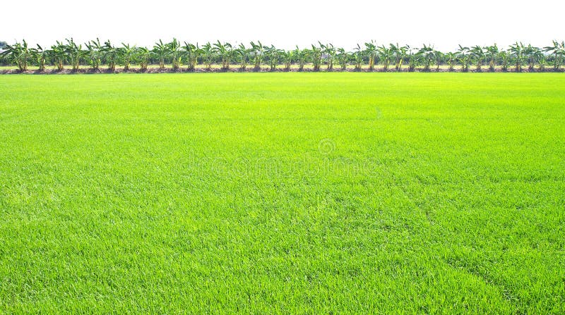 Rice fields