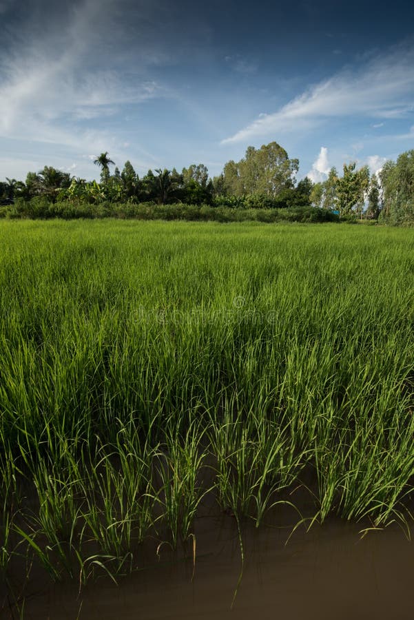 Rice Fields Agriculture in Rural Asia Stock Image Image of cambodia