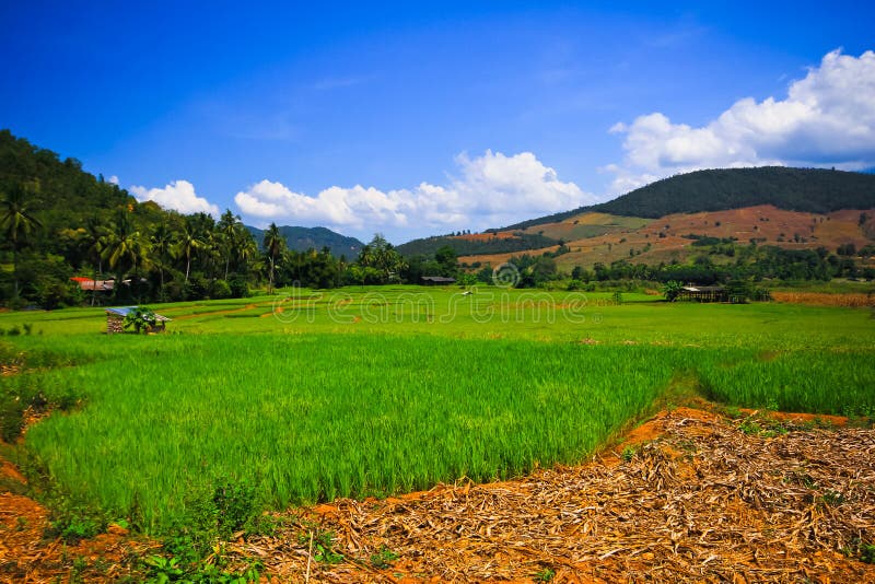 Rice fields in countryside stock photo. Image of fields 30662306