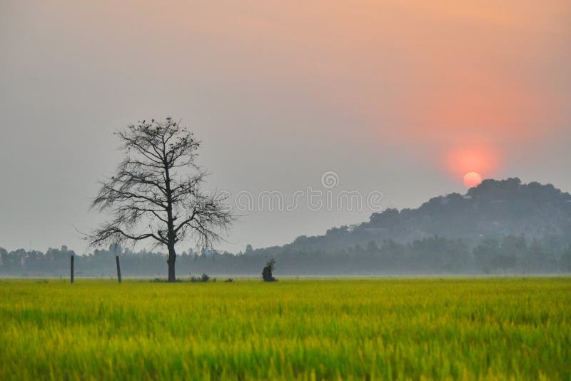 Rice fields at dawn royalty free stock photos