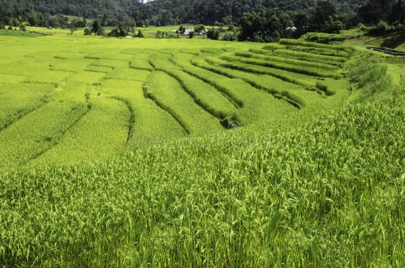 Rice fields