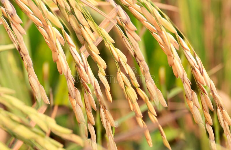 Rice fields