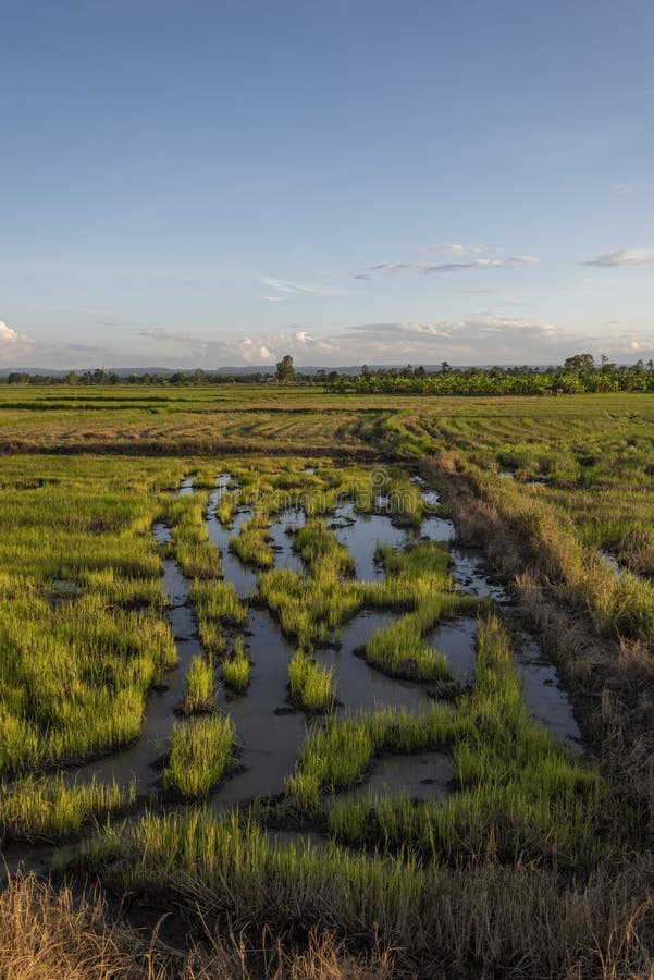 Rice Fields Filling with Water after Tropical Storm Showing Higher ...