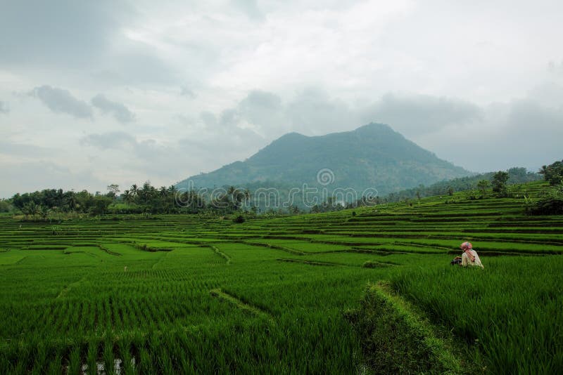 Rice Fields of Java stock photo. Image of asia, nature - 36358422