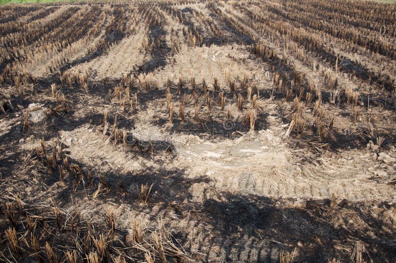 Rice fields after harvest