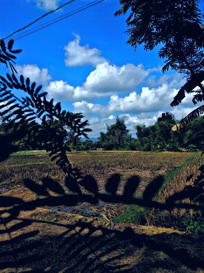Rice Fields in Hot Weather Suitable for Planting Stock Image Image of