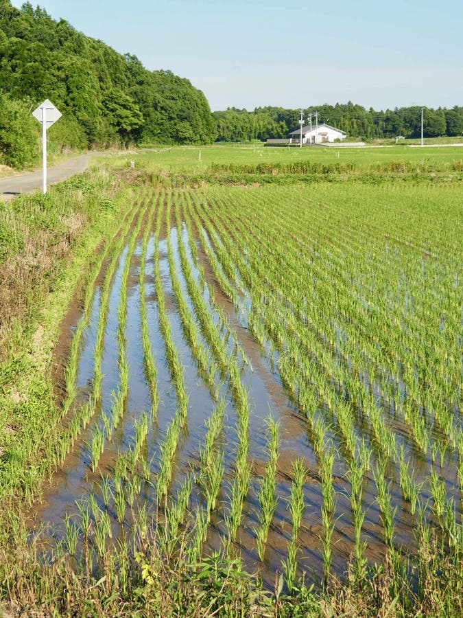 Rice fields in Japan stock image. Image of japanese 157803431