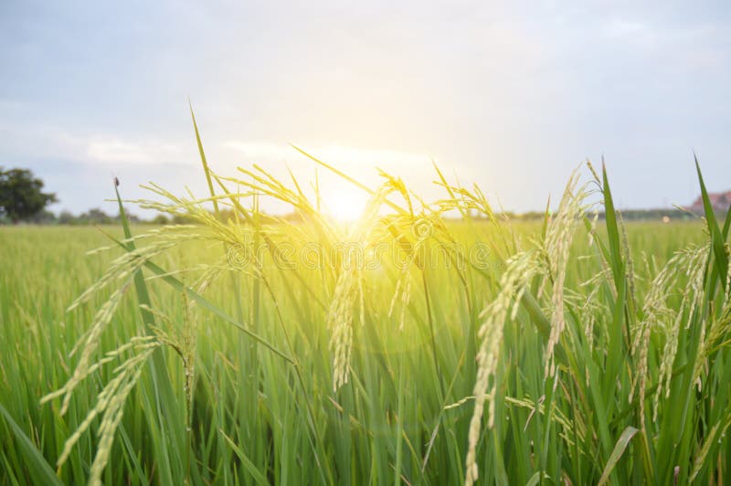 Rice Fields and Light in the Sky at Sunrise Stock Photo - Image of fall ...