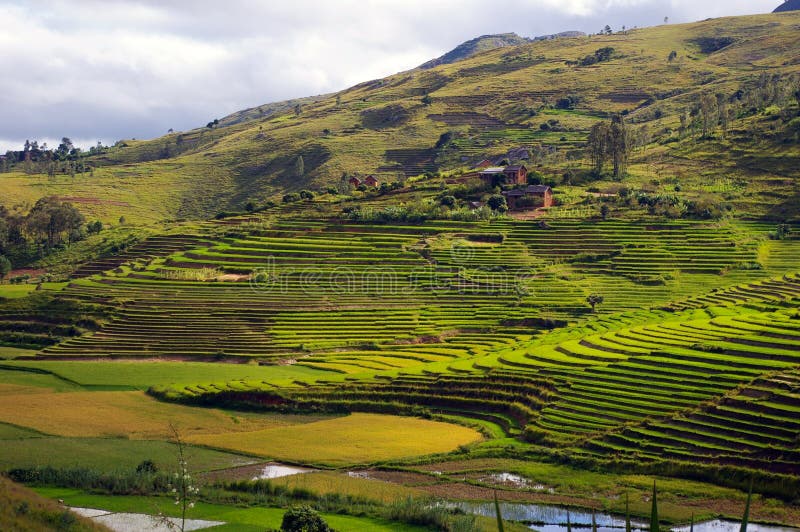 Rice fields Malagasy landscape.